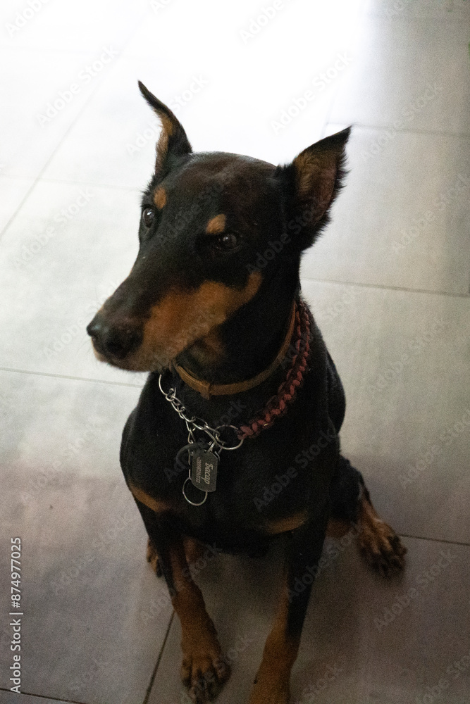 Beautiful purebred long-legged hunting dog. Close-up portrait of a dog. Doberman Pinscher. A German Doberman is sitting on a parquet floor. Vertical photo. High quality photo Beautiful purebred long-legged hunting dog. Close-up portrait of a dog. Doberman Pinscher. A German Doberman is sitting on a parquet floor. Vertical photo. High quality photo