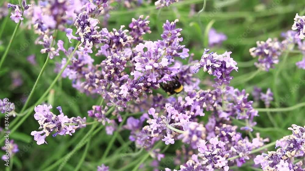 Lavender, flowers close-up. Beautiful lavender bushes sway in the wind, summer background. Purple lavender flowers. Production of cosmetics and perfumes. Beautiful floral background Lavender, flowers close-up. Beautiful lavender bushes sway in the wind, summer background. Purple lavender flowers. Production of cosmetics and perfumes. Beautiful floral background