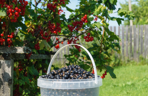 Bucket with black currant on the background of bushes with red berries