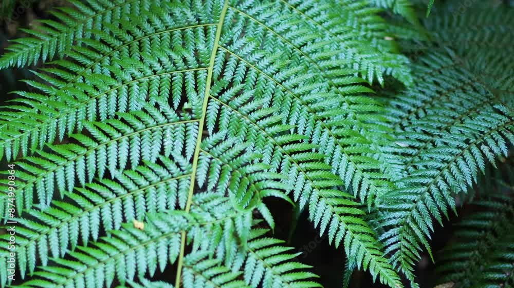 Fern Leaves in Rainforest Walk Fern Leaves in Rainforest Walk