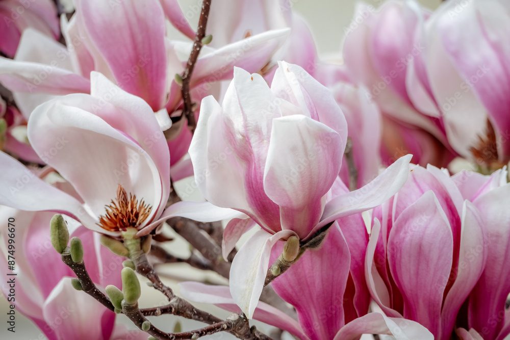 Magnolia Sulanjana flowers with petals in the spring season. beautiful pink magnolia flowers in spring, selective focusing. Magnolia Sulanjana flowers with petals in the spring season. beautiful pink magnolia flowers in spring, selective focusing.