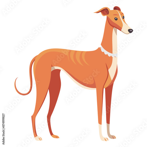 vector of Azawakh dog, side profile, standing, slender body, long legs, educational, pet care