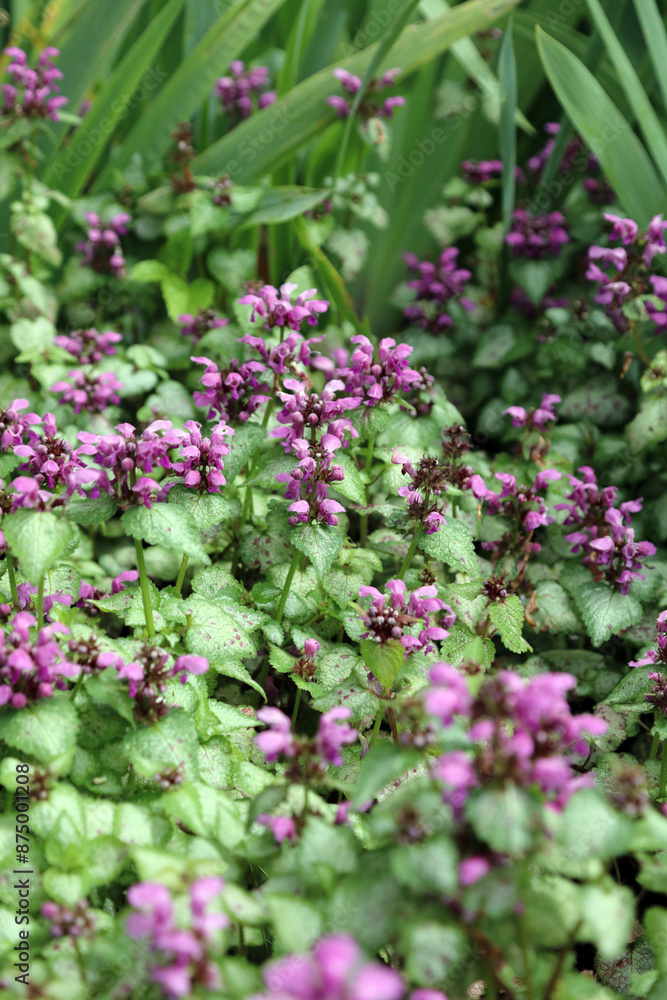 Closeup of a bed of Spotted Deadnettle plants, North Yorkshire England
Closeup of a bed of Spotted Deadnettle plants, North Yorkshire England