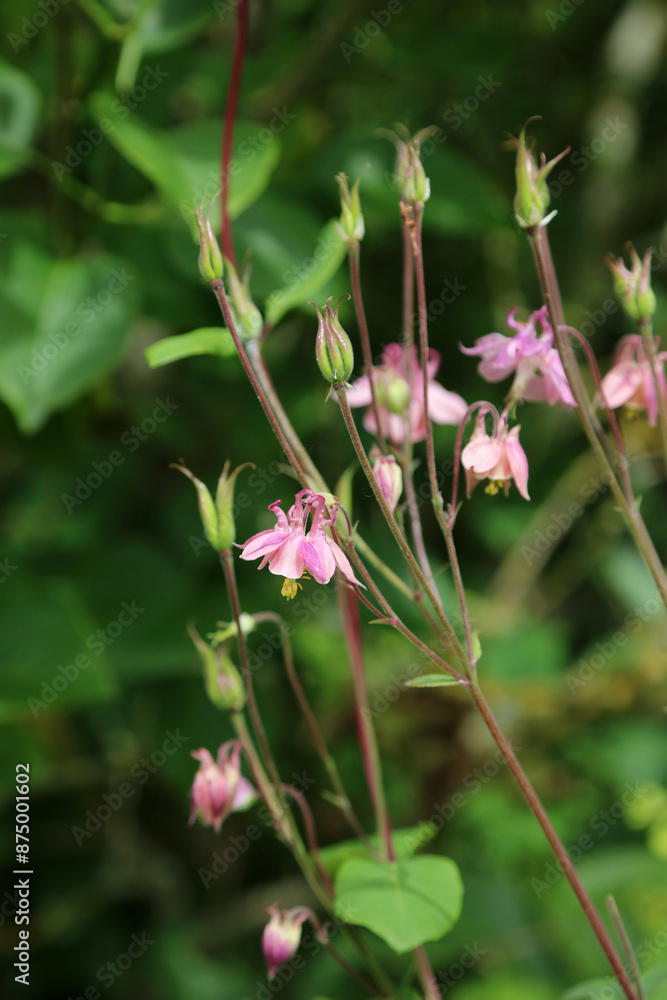 Macro image of pink Common Columbine blooms, North Yorkshire England
Macro image of pink Common Columbine blooms, North Yorkshire England