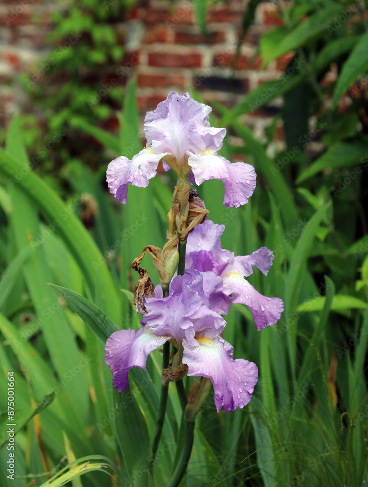 Macro image of purple Bearded Iris blooms covered in rain drops, North Yorkshire England
Macro image of purple Bearded Iris blooms covered in rain drops, North Yorkshire England