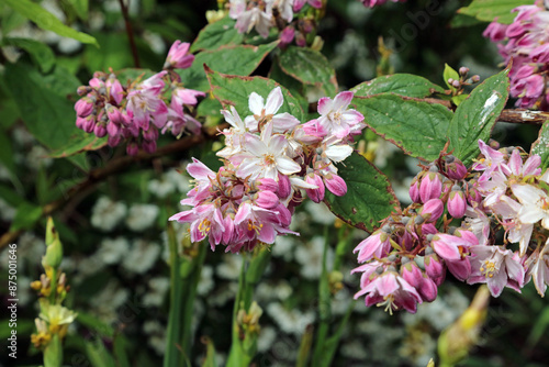 Wallpaper Mural Macro image of pink Pride of Rochester blooms, North Yorkshire England
 Torontodigital.ca
