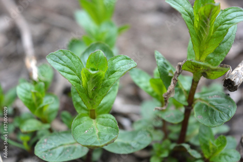 Beautiful nature, plants and flowers growing in spring. Young small green mint bushes growing on the ground in a home garden. photo