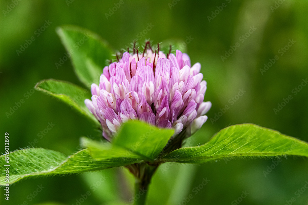 Close up of a red clover flower on green leaves background Close up of a red clover flower on green leaves background
