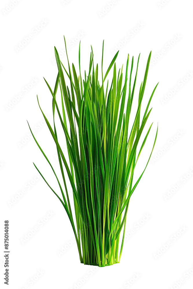 a sprouting grass seedling, plant element, photorealistic, bright green, isolated on white background, field of dept deep odject, all cover focus text, for spacecopy a sprouting grass seedling, plant element, photorealistic, bright green, isolated on white background, field of dept deep odject, all cover focus text, for spacecopy
