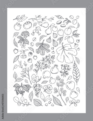Vector gray linear illustration of different Garden Fruits, leaves, tree branches on white