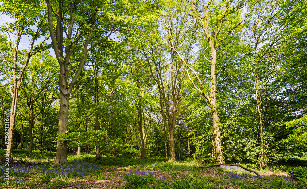 Springtime in the woodland. The floor of the wood is covered by a carpet of Bluebells. Springtime in the woodland. The floor of the wood is covered by a carpet of Bluebells.