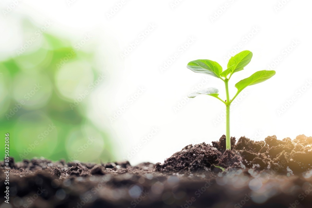 Green seedling concept of new life, panoramic image Isolated on white background Green seedling concept of new life, panoramic image Isolated on white background