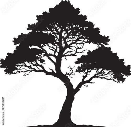 Cedar Tree Silhouette Image, vector black color silhouette 