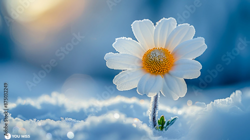 Resilience: Flower that grows through the snow photo