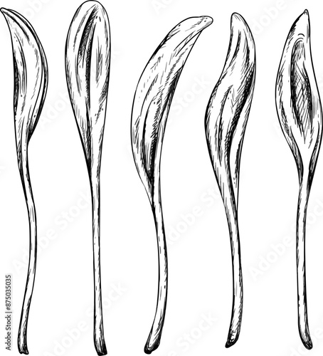 Illustration of micro-green corn in line art style painted by black inks on isolated background. Young seed seedlings, plants for garden. Legumes for horticultural, ingredients for cooking