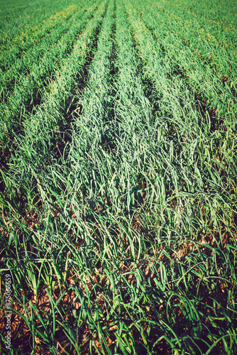 Onions in a field in Alboraya, Spain photo