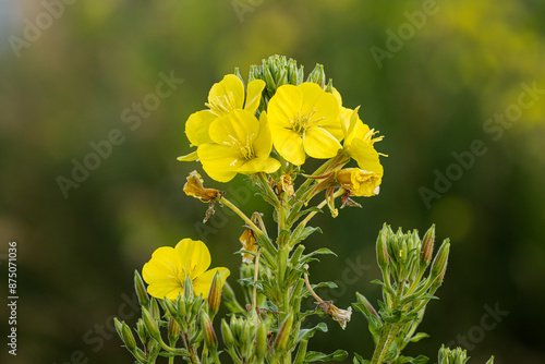Gemeine Nachtkerze (Oenothera biennis)