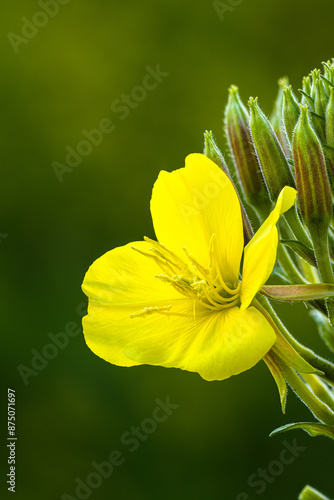 Gemeine Nachtkerze (Oenothera biennis)