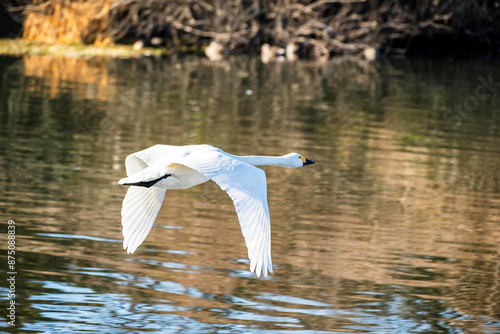 川島町白鳥飛来地 水辺から飛び立つ白鳥 埼玉県比企郡川島町