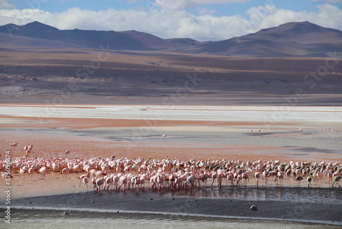 Laguna Colorada (translation: Red Lagoon) is a shallow salt lake in the southwest of the altiplano of Bolivia, within Eduardo Avaroa Andean Fauna National Reserve. Many James's flamingo birds. photo