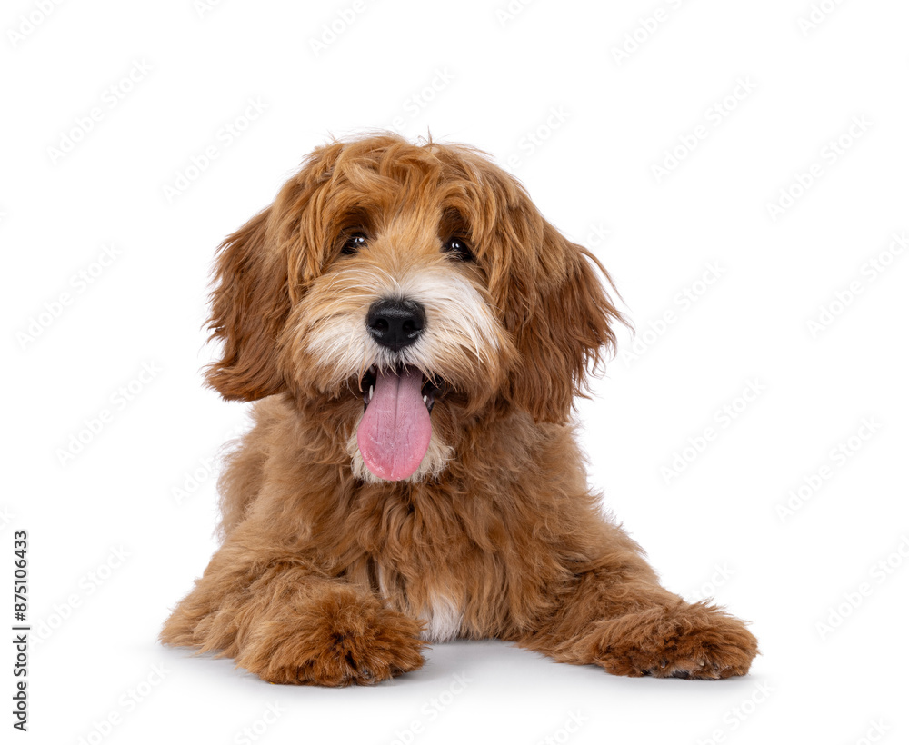 Happy labradoodle dog puppy laying down facing front. Looking straight to camera with tongue out. Isolated on a white background. Happy labradoodle dog puppy laying down facing front. Looking straight to camera with tongue out. Isolated on a white background.