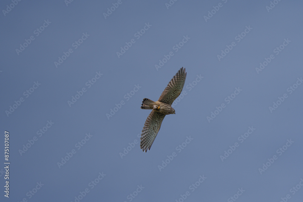 Fototapeta premium Turmfalke