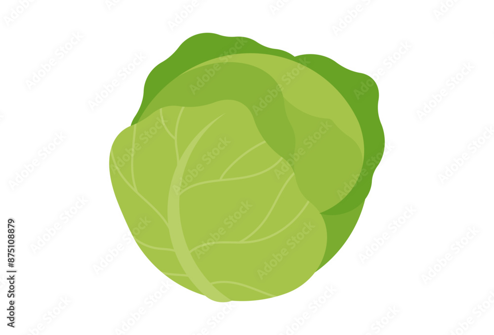 White cabbage. A cabbage head in a minimalist style. Vector illustration of a vegetable, isolated on a white background. White cabbage. A cabbage head in a minimalist style. Vector illustration of a vegetable, isolated on a white background.