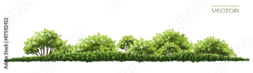 Vector watercolor of tree side view isolated on white background for landscape and architecture drawing, elements for environment and garden, painting botanical for section
