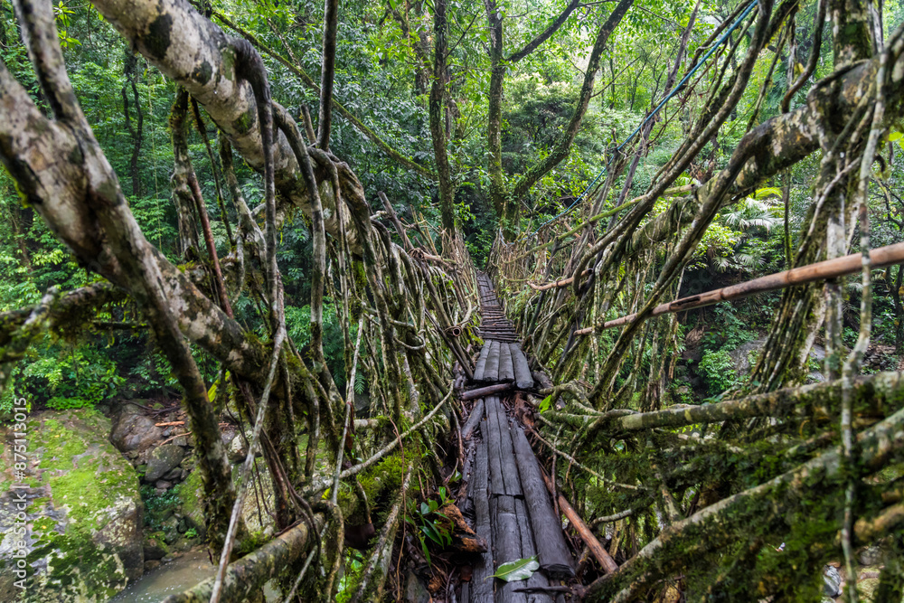 Fototapeta premium Single Living roots bridge in nongriat village in cherrapunjee meghalaya India. This bridge is formed by training tree roots over years to knit together.