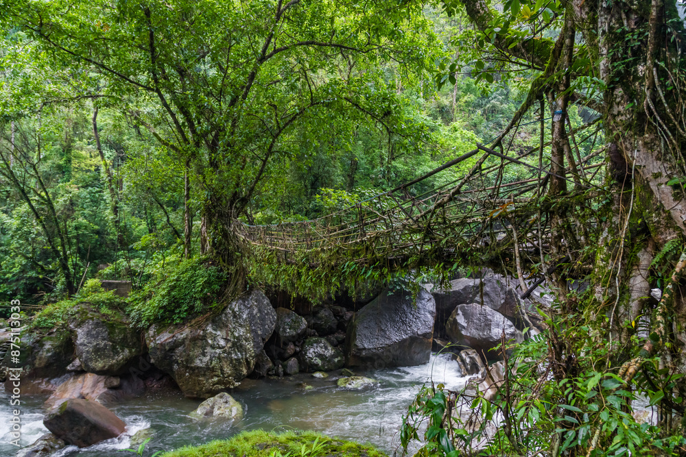 Fototapeta premium Single Living roots bridge in nongriat village in cherrapunjee meghalaya India. This bridge is formed by training tree roots over years to knit together.