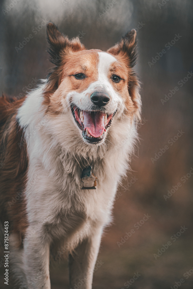Portrait of a young, happy Border Collie as he plays in the autumn sun. Vertical. Portrait of a young, happy Border Collie as he plays in the autumn sun. Vertical.