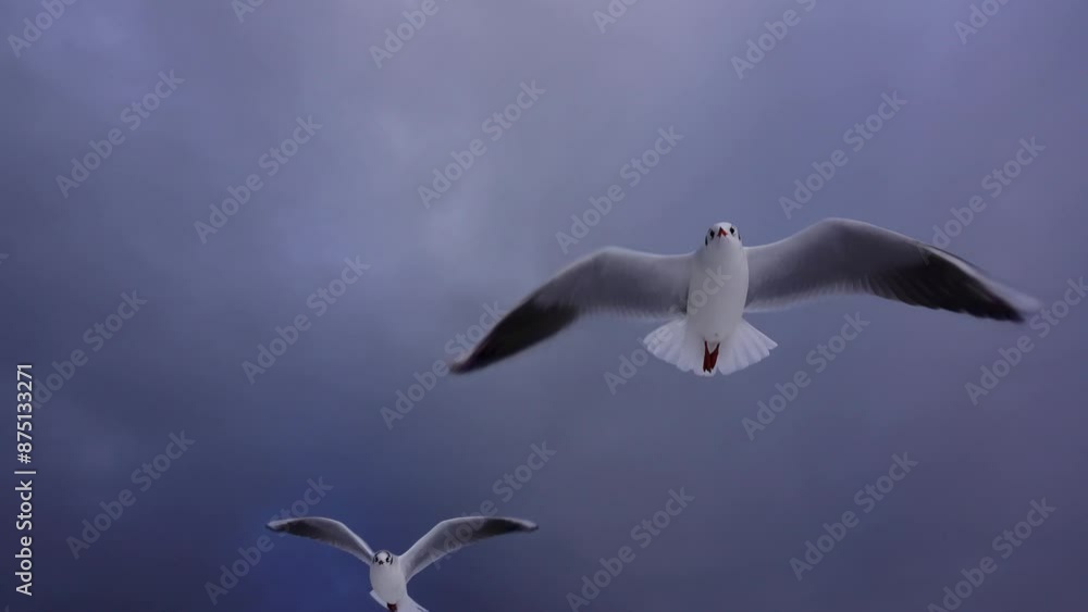 Soaring Seagull against the sky, slow motion Soaring Seagull against the sky, slow motion