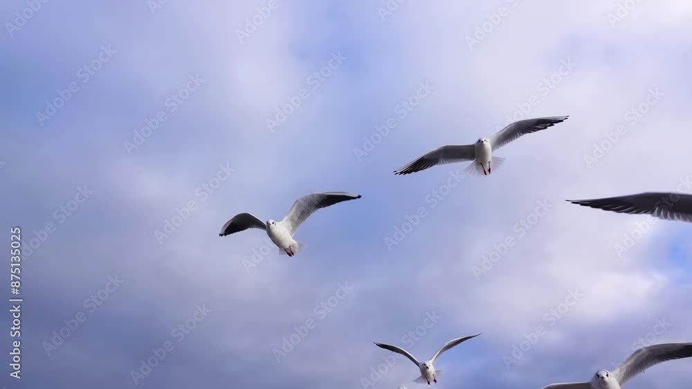 Soaring Seagull against the sky, slow motion Soaring Seagull against the sky, slow motion