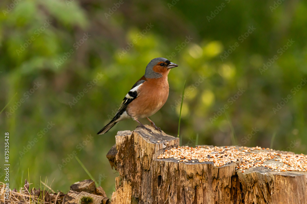 Fototapeta premium the bird looking for foods 