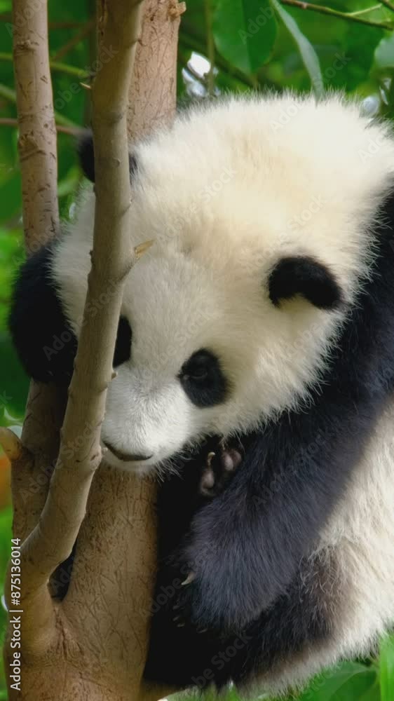 Giant panda bear cub on a tree. Chengdu, Sichuan, China Giant panda bear cub on a tree. Chengdu, Sichuan, China