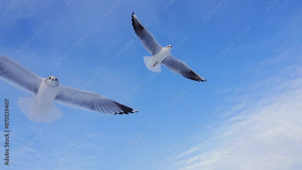 Soaring Seagull against the sky, slow motion Soaring Seagull against the sky, slow motion