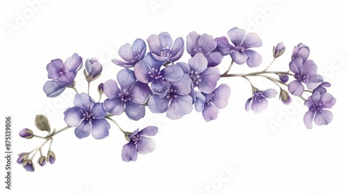 Fototapeta Naklejka Na Ścianę i Meble -  A delicate watercolor painting of heliotrope