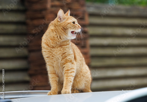 Fotografie A ginger cat sits on a car, its ears perked and mouth open in a silent growl, keeping a watchful eye on its surroundings