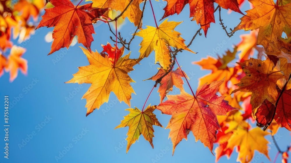 Vibrant autumn leaves in red, orange, and yellow against a clear blue sky, showcasing the beauty of the fall season. Vibrant autumn leaves in red, orange, and yellow against a clear blue sky, showcasing the beauty of the fall season.