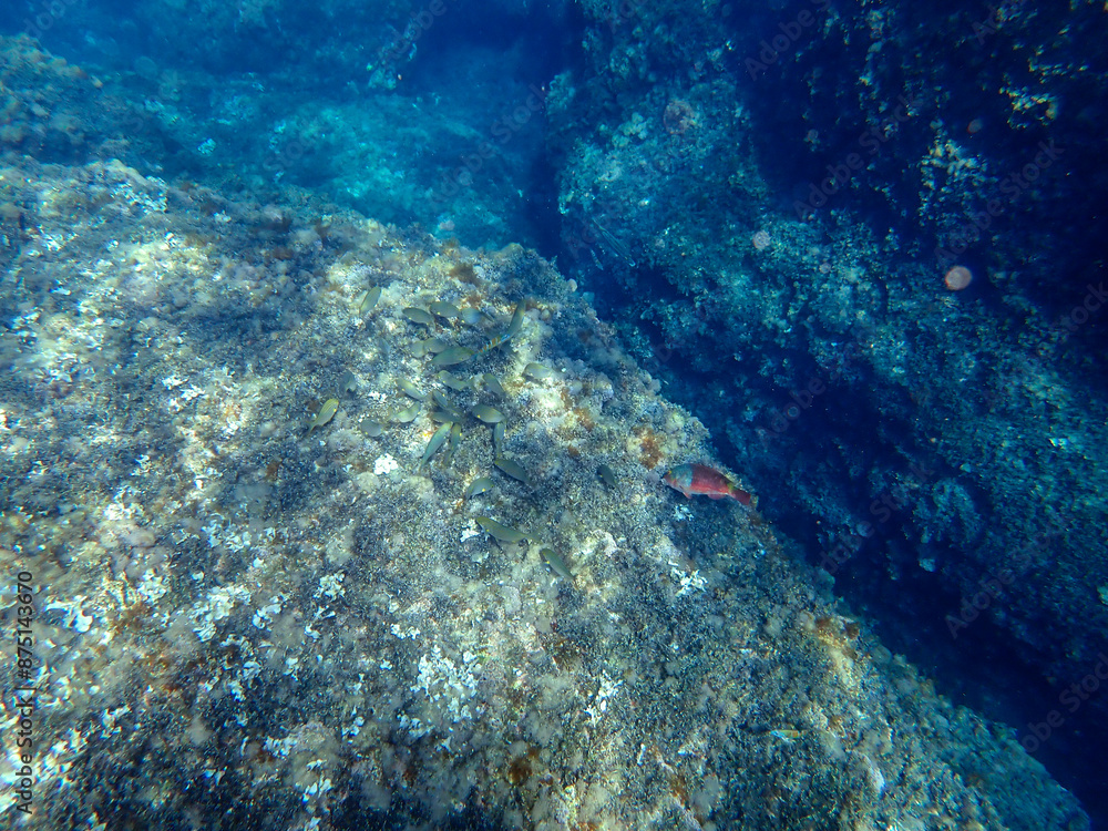 Fototapeta premium Vista subacquea isola bella, Taormina 456