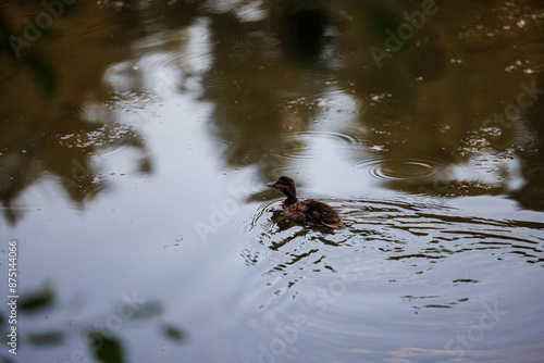 A small duckling swims peacefully through calm, still water, creating ripples with its tiny feet.