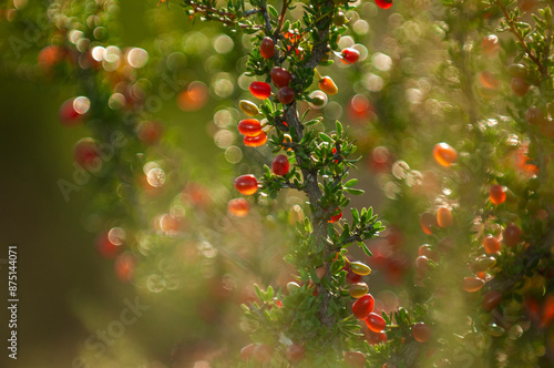 Piquillin, endemic wild fruits in the Pampas forest, Patagonia, Argentina photo