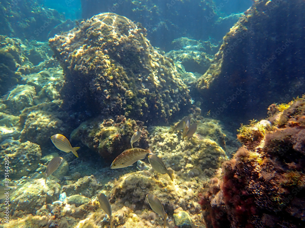 Naklejka premium Vista subacquea della barriera corallina con pesci che nuotano in mare 523