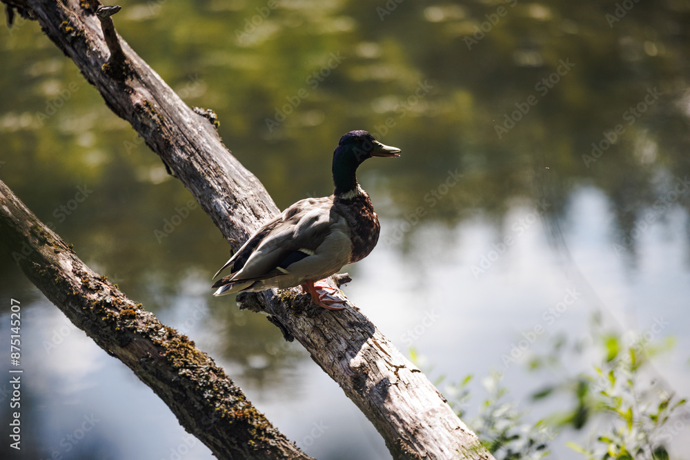 Fototapeta premium A mallard duck perches on a weathered branch, overlooking a tranquil pond. Sunlight filters through the leaves, casting a warm glow on the scene.