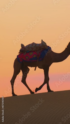 Indian cameleers (camel driver) bedouin with camel silhouettes in sand dunes of Thar desert on sunset. Caravan in Rajasthan travel tourism background safari adventure. Jaisalmer, Rajasthan, India