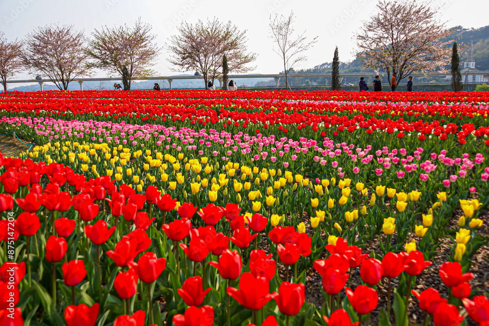The feast of spring, the Tulip Festival. The feast of spring, the Tulip Festival.