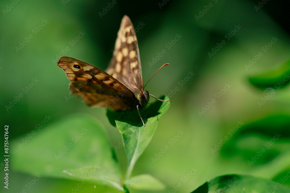 Fototapeta premium Le papillon Tircis