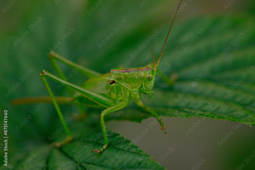 Grande sauterelle verte Grande sauterelle verte