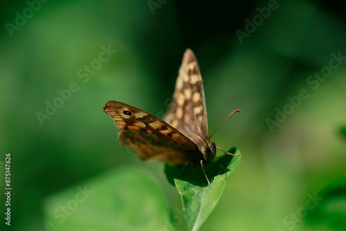 Le papillon Tircis