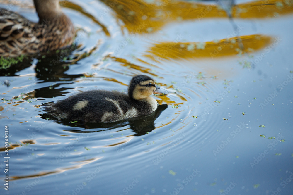 A young duckling, with black and white markings, glides effortlessly through still, blue water. Sunlight reflects on the surface, creating a shimmering effect. A young duckling, with black and white markings, glides effortlessly through still, blue water. Sunlight reflects on the surface, creating a shimmering effect.